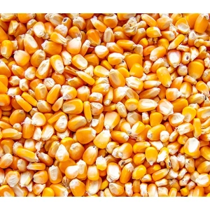 Yellow Corn